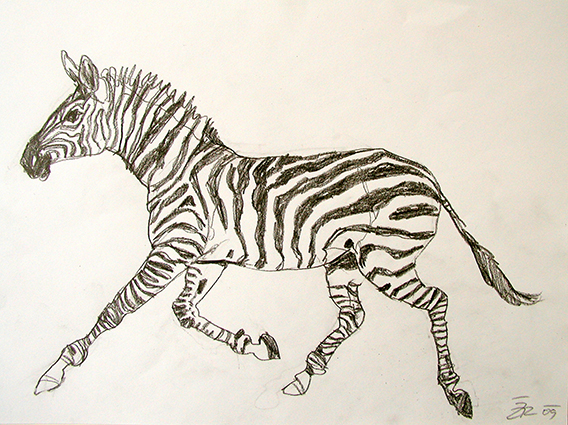 zebra